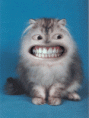 /album/fotogaleria/a102-gif/