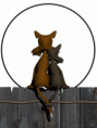 /album/fotogaleria/a104-gif/